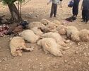 حادثه مرگبار در آبدانان؛ صاعقه جان یک دامدار و ۲۰ رأس دام را گرفت