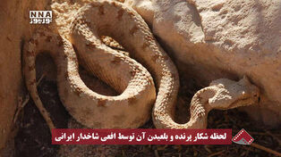 لحظه شکار پرنده و بلعیدن آن توسط افعی شاخدار ایرانی در پارک ملی کویر