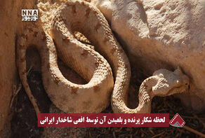 لحظه شکار پرنده و بلعیدن آن توسط افعی شاخدار ایرانی در پارک ملی کویر