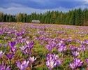 مزارع زعفران شناسنامه‌دار می‌شوند؛ جزئیات