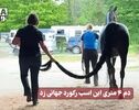 نورنما | دم ۴ متری این اسب رکورد جهانی زد