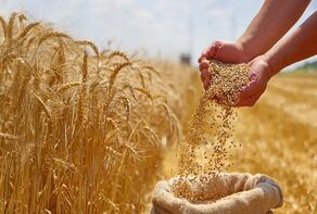 ۹۵ درصد مطالبات گندم‌کاران پرداخت شد