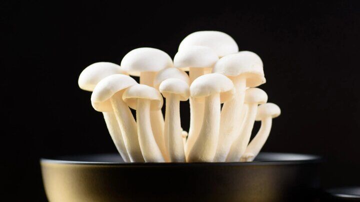 کشف عجیب دانشمندان؛ یک ترکیب قارچی نمک را 71 درصد شورتر می‌کند