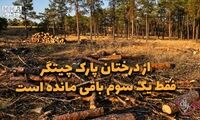 دوفوریتی | از درختان پارک چیتگر فقط یک سوم باقی مانده است