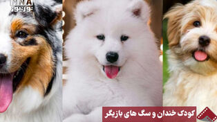 نورنما | کودک خندان و سگ‌های بازیگر