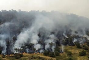 Where Exactly Does the Forest Fire Crisis Stem From?