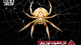 نورنما | تار عنکبوت غول پیکر