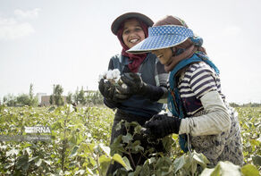 Iran is increasing support for cotton farmers to reach self-sufficiency
