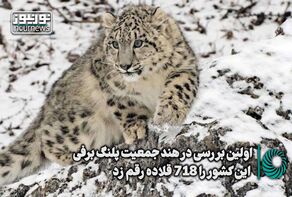 اولین بررسی در هند جمعیت پلنگ برفی این کشور را 718 قلاده رقم زد +فیلم