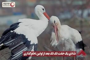 نورنما | شادی یک جفت لک لک بعد از اولین تخم گذاری +فیلم