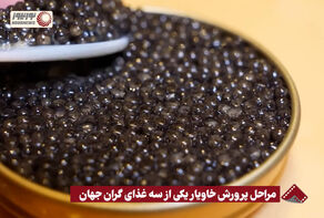 نورنما | مراحل پرورش خاویار یکی از سه غذای گران جهان + فیلم