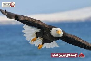 نورنما | چشم های تیزبین عقاب +فیلم
