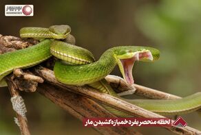 نورنما | لحظه منحصر بفرد خمیازه کشیدن مار+فیلم