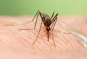 برای تب دنگی این مسکن ها را مصرف نکنید