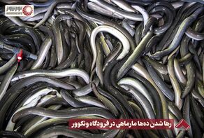 نورنما | رها شدن ده ها ماهی در فرودگاه ونکوور +فیلم