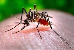 Dengue fever found in four Iranian provinces, sparking health alert