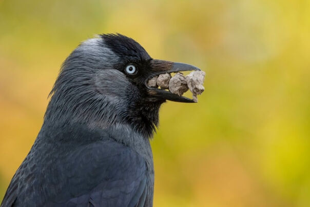 MmQ5OTQ7CCBP