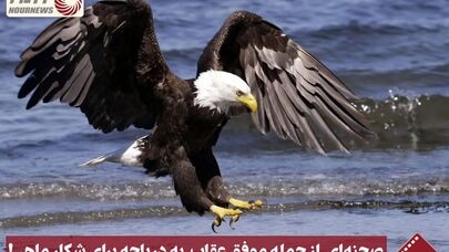 نورنما | صحنه ای از حمله موفق عقاب به دریاچه برای شکار ماهی! +فیلم