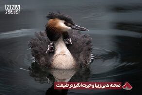 نورنما | صحنه هایی زیبا و حیرت انگیز در‌طبیعت +فیلم