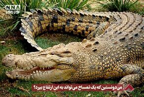 نورنما | میدونستین که یک تمساح می تواند به این ارتفاع بپرد؟