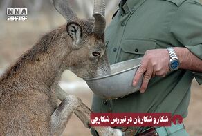 نور ویدئو | شکار و شکاربان در تیررس شکارچی +فیلم