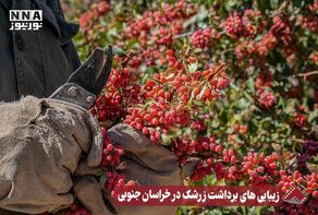 نورنما | زیبایی های برداشت زرشک در خراسان جنوبی +فیلم