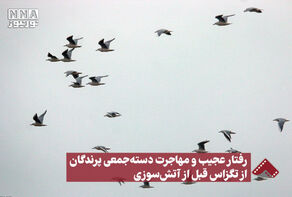 نورنما | رفتار عجیب و مهاجرت دسته جمعی پرندگان از تگزاس قبل از آتش سوزی +فیلم