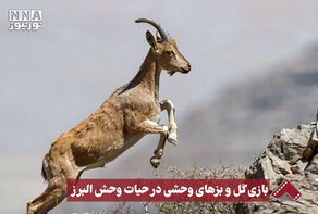نورنما | بازی کل و بزهای وحشی در حیات وحش البرز