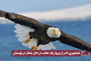 نورنما | تصاویری نادر از پرواز یک عقاب در حال شکار در لهستان