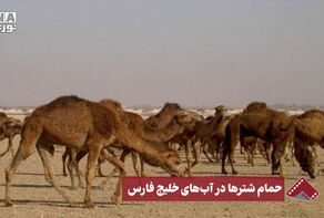 نورنما | حمام شترها در آب های خلیج فارس