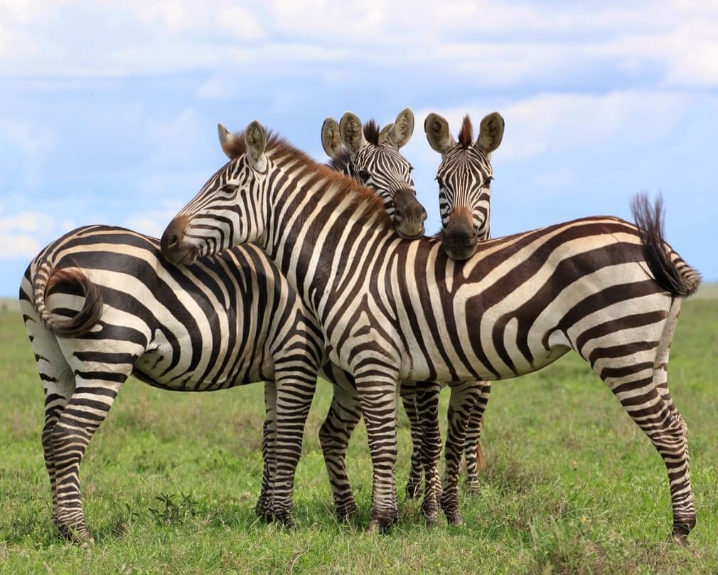 MzZlN2YYv3Go