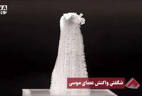 نورنما | شگفتی واکنش عصای موسی