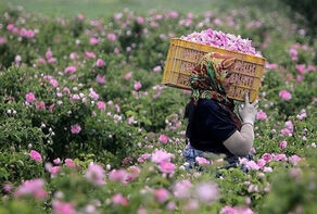 Introduction to Tourist Attractions of Iranian Cities