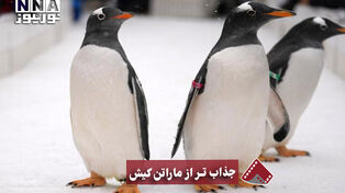 نورنما | جذاب‌تر از مارتن کیش