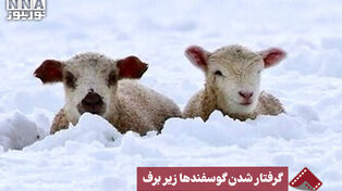 نورنما | گرفتار شدن گوسفندها زیر برف