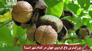نورنما | بزرگ‌ترین باغ گردوی جهان در کدام شهر است؟
