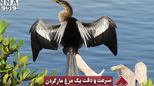 نورنما | سرعت و دقت یک مرغ مار گردن