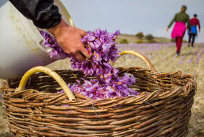 خراسان شمالی رکورددار تولید زعفران در کشور