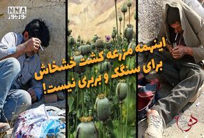 دوفوریتی | اینهمه مزرعه کشت خشخاش برای سنگک و بربری نیست!