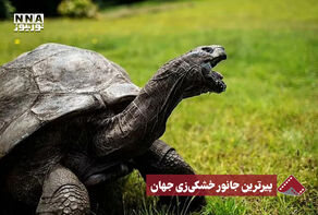 نورنما | پیرترین جانور خشکی زی جهان