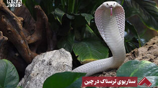 نورنما | سناریوی ترسناک در چین