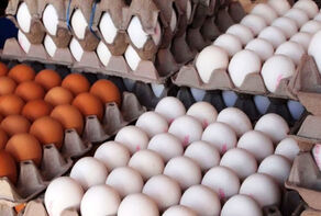50 تن تخم‌مرغ احتکاری در قم کشف شد