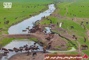 نورنما | دشت اسب‌های وحشی روستای جیرسر، گیلان