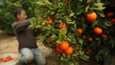 قیمت نارنگی و مرکبات مازندران تعیین شد