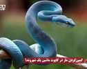 نورنما | کمین کردن مار در کاپوت ماشین یک شهروند!