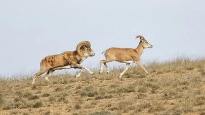 سرقت جنجالی از باغ‌وحش خصوصی دزفول؛ سرنوشت تلخ یک میش وحشی