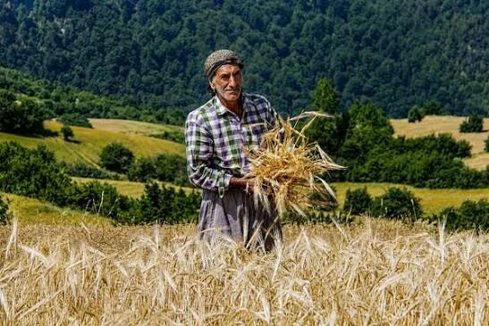هشدار گندمکاران درباره تأخیر در کشت پاییزه؛ چرا پول گندمکاران هنوز تسویه نشده است؟