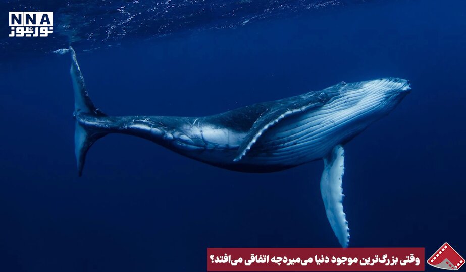 نورنما | وقتی بزرگ ترین موجود دنیا می میرد چه اتفاقی می افتد ؟
