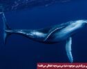 نورنما | وقتی بزرگ ترین موجود دنیا می میرد چه اتفاقی می افتد ؟