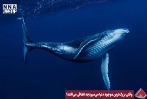 نورنما | وقتی بزرگ ترین موجود دنیا می میرد چه اتفاقی می افتد ؟